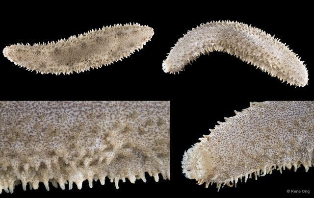 Holothuroidea sp. "Sea cucumber INT-1026"•&copy; Rene Ong•All Rights Reserved