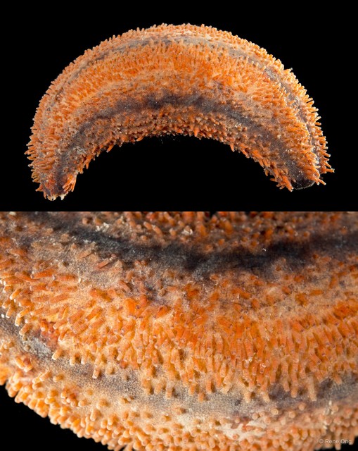 Holothuroidea sp. "Sea cucumber INT-1028"•&copy; Rene Ong•All Rights Reserved