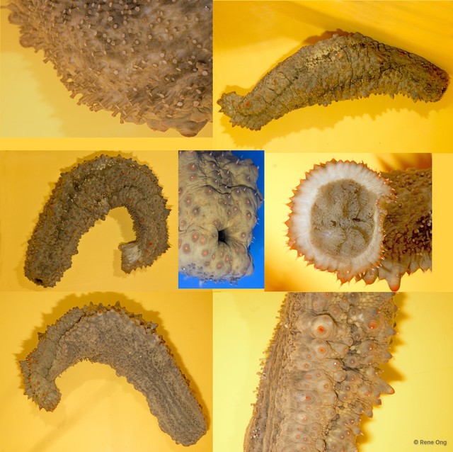 Holothuroidea sp. "Sea cucumber INT-1382"•&copy; Rene Ong•All Rights Reserved