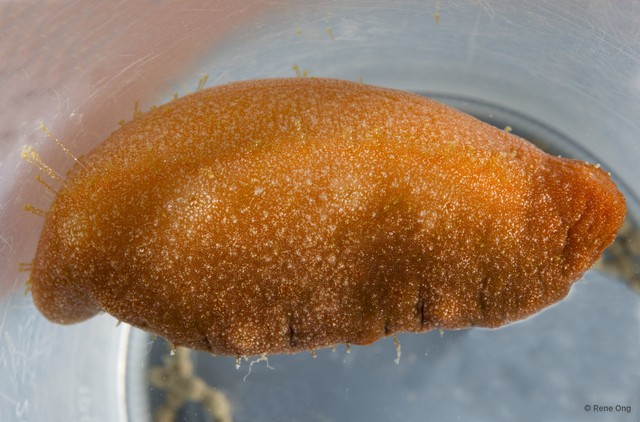 Holothuroidea sp. "Sea cucumber INT-1478"•&copy; Rene Ong•All Rights Reserved