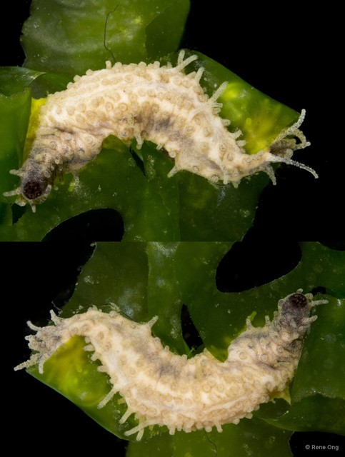 Holothuroidea sp. "Sea cucumber OTC-0244"•&copy; Rene Ong•All Rights Reserved