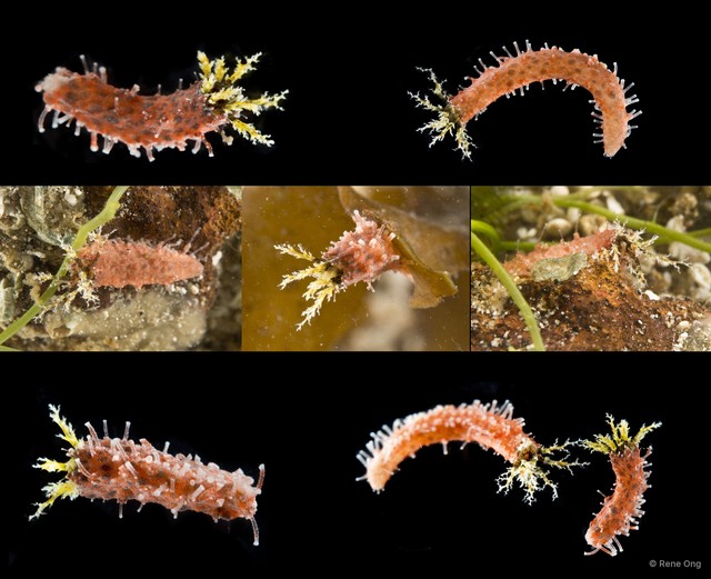 Holothuroidea sp. "Sea cucumber OTC-0338"•&copy; Rene Ong•All Rights Reserved