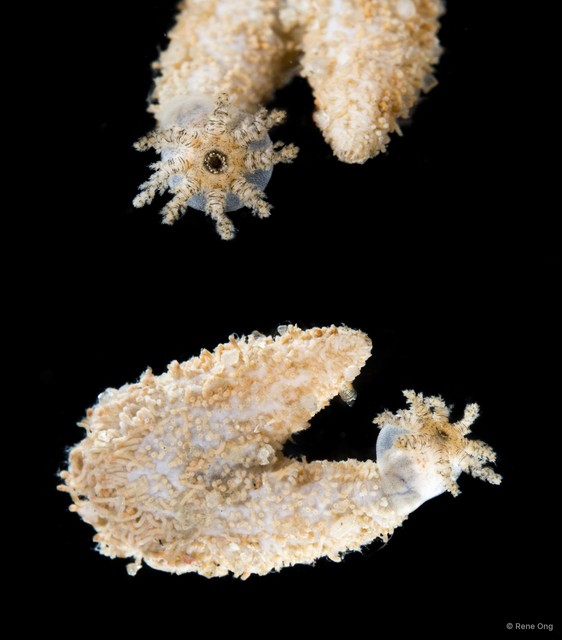 Holothuroidea sp. "Sea cucumber SEA-1471"•&copy; Rene Ong•All Rights Reserved