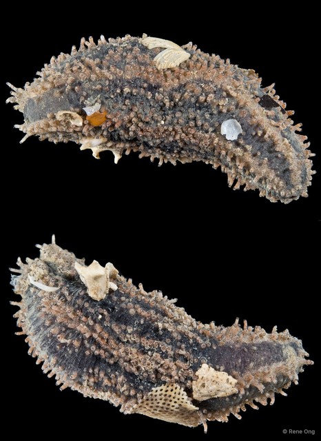Holothuroidea sp. "Sea cucumber SEA-3048"•&copy; Rene Ong•All Rights Reserved