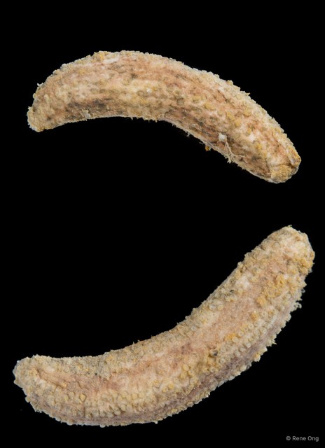Holothuroidea sp. "Sea cucumber SEA-3077"•&copy; Rene Ong•All Rights Reserved