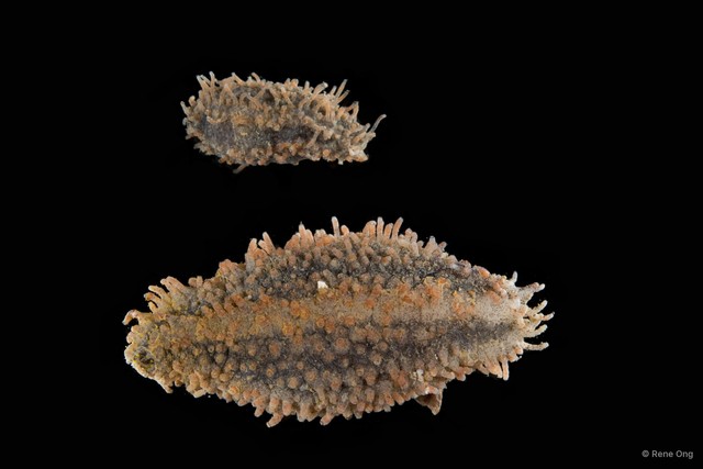 Holothuroidea sp. "Sea cucumber SEA-3078"•&copy; Rene Ong•All Rights Reserved