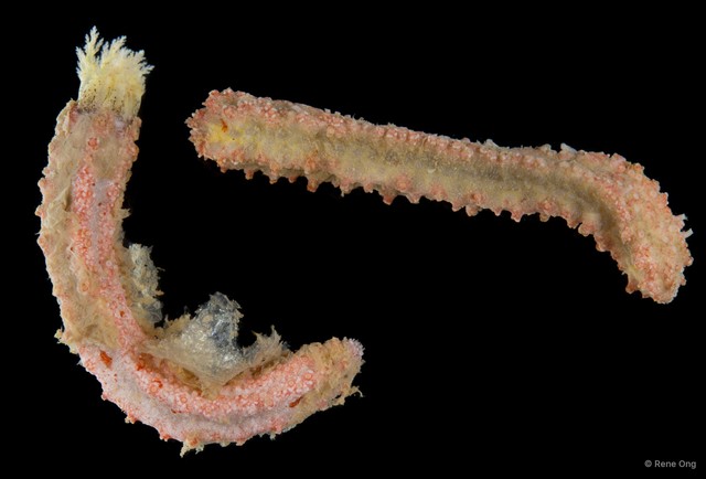 Holothuroidea sp. "Sea cucumber SEA-3080"•&copy; Rene Ong•All Rights Reserved