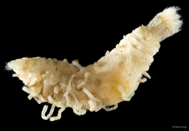 Holothuroidea sp. "Sea cucumber SEA-3119"•&copy; Rene Ong•All Rights Reserved