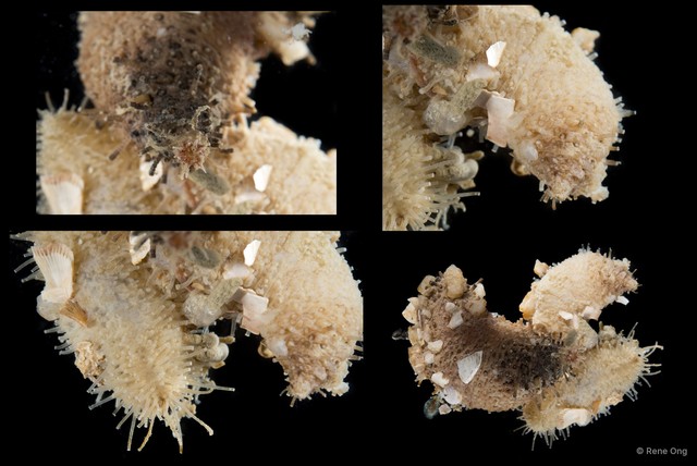 Holothuroidea sp. "Sea cucumber SEA-4400"•&copy; Rene Ong•All Rights Reserved