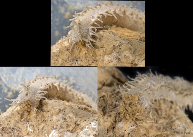 Holothuroidea sp. "Sea cucumber SEA-4414"•&copy; Rene Ong•All Rights Reserved