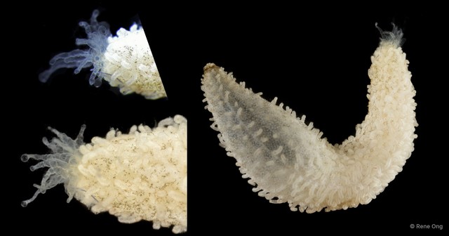 Holothuroidea sp. "Sea cucumber SEA-5235"•&copy; Rene Ong•All Rights Reserved