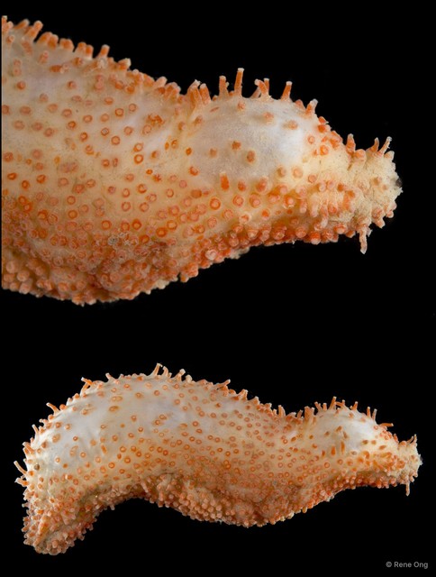 Holothuroidea sp. "Sea cucumber SEA-6086"•&copy; Rene Ong•All Rights Reserved