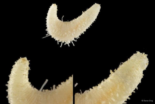 Holothuroidea sp. "Sea cucumber SEA-6699"•&copy; Rene Ong•All Rights Reserved