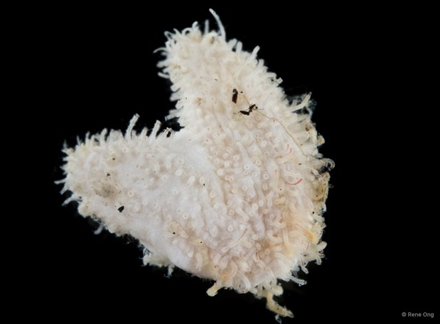 Holothuroidea sp. "Sea cucumber SEA-6789"•&copy; Rene Ong•All Rights Reserved