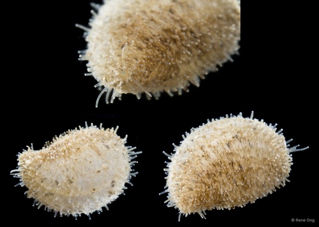 Holothuroidea sp. "Sea cucumber SEA-7560"•&copy; Rene Ong•All Rights Reserved