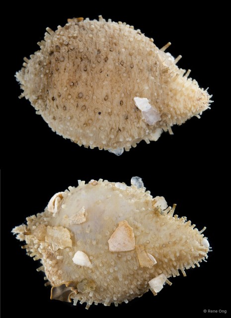 Holothuroidea sp. "Sea cucumber SEA-7581"•&copy; Rene Ong•All Rights Reserved