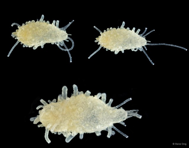 Holothuroidea sp. "Sea cucumber SEA-7632"•&copy; Rene Ong•All Rights Reserved