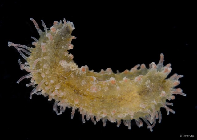 Holothuroidea sp. "Sea cucumber SEA-8215"•&copy; Rene Ong•All Rights Reserved