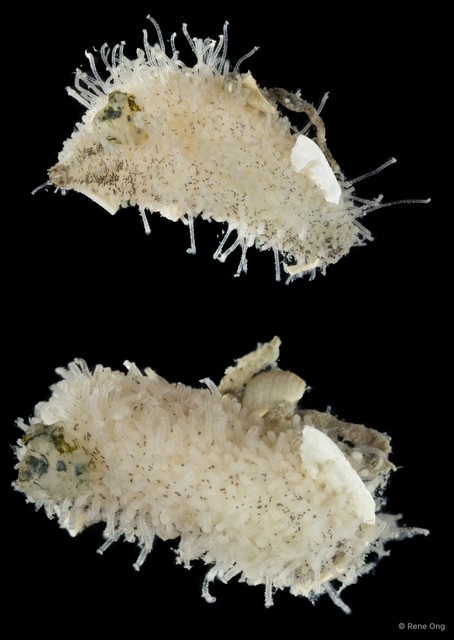 Holothuroidea sp. "Sea cucumber SEA-8521"•&copy; Rene Ong•All Rights Reserved
