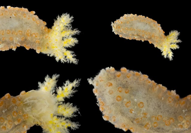 Holothuroidea sp. "Sea cucumber SEA-8537"•&copy; Rene Ong•All Rights Reserved