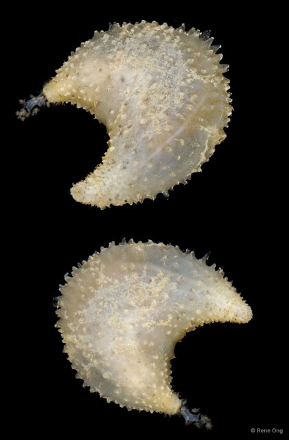 Holothuroidea sp. "Sea cucumber SEA-8651"•&copy; Rene Ong•All Rights Reserved