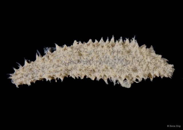 Holothuroidea sp. "Sea cucumber SEA-8652"•&copy; Rene Ong•All Rights Reserved