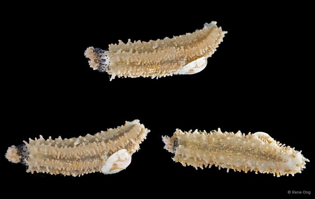 Holothuroidea sp. "Sea cucumber SEA-9423"•&copy; Rene Ong•All Rights Reserved