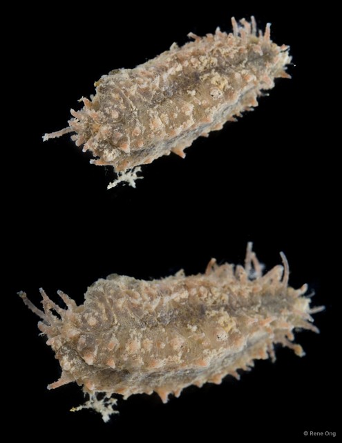 Holothuroidea sp. "Sea cucumber SEA-9560"•&copy; Rene Ong•All Rights Reserved