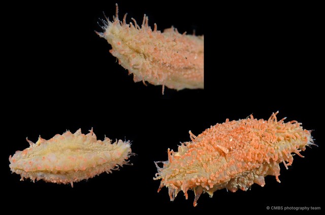 Holothuroidea sp. "Sea cucumber SS-0105"•&copy; CMBS photography team•All Rights Reserved