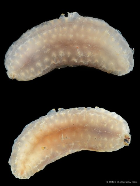 Holothuroidea sp. "Sea cucumber SS-0113"•&copy; CMBS photography team•All Rights Reserved