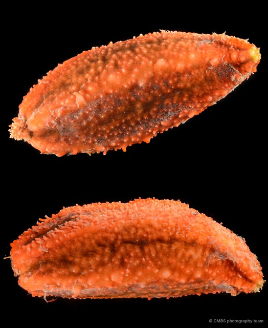 Holothuroidea sp. "Sea cucumber SS-0889"•&copy; CMBS photography team•All Rights Reserved