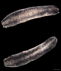 Holothuroidea sp. "Sea cucumber SS-0902"