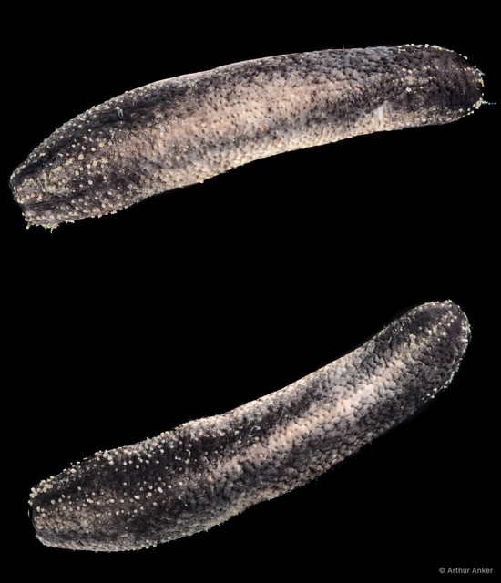 Holothuroidea sp. "Sea cucumber SS-0902"•&copy; Arthur Anker•All Rights Reserved