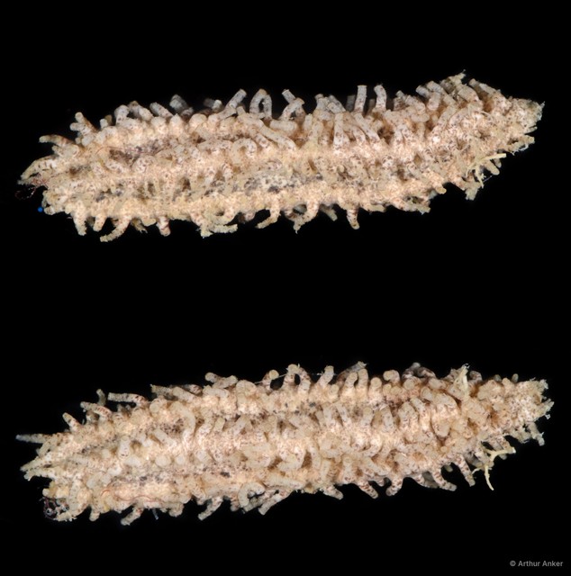 Holothuroidea sp. "Sea cucumber SS-0937"•&copy; Arthur Anker•All Rights Reserved
