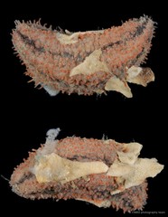 Holothuroidea sp. "Sea cucumber SS-3299"
