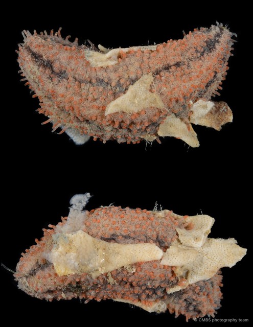 Holothuroidea sp. "Sea cucumber SS-3299"•&copy; CMBS photography team•All Rights Reserved