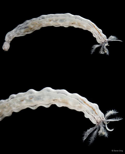 Holothuroidea sp. "Sea cucumber SUB-0625"•&copy; Rene Ong•All Rights Reserved