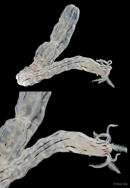 Holothuroidea sp. "Sea cucumber SUB-0626"•&copy; Rene Ong•All Rights Reserved