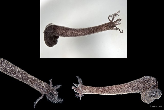 Holothuroidea sp. "Sea cucumber SUB-0764"•&copy; Rene Ong•All Rights Reserved