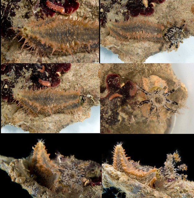 Holothuroidea sp. "Sea cucumber SUB-0772"•&copy; Rene Ong•All Rights Reserved