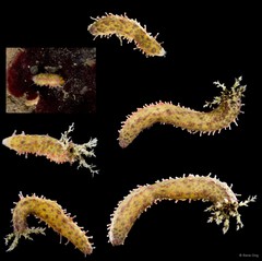 Holothuroidea sp. "Sea cucumber SUB-0773"