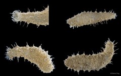 Holothuroidea sp. "Sea cucumber SUB-1055"