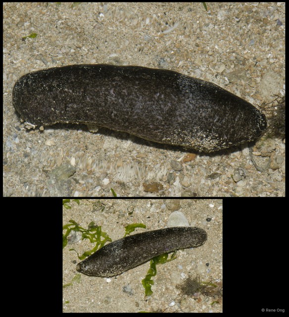 Holothuroidea sp. "Smooth sea cucumber 2"•&copy; Rene Ong•All Rights Reserved