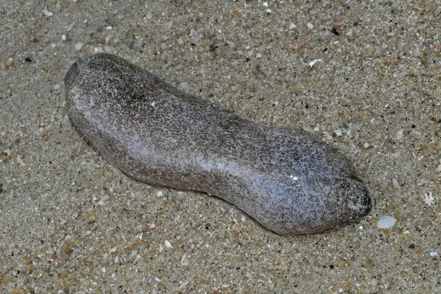 Holothuroidea sp. "Smooth sea cucumber 3"•&copy; Rene Ong•All Rights Reserved
