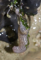 Synaptidae sp. "a7ee5335"
