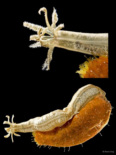 Synaptidae sp. "RF6-002"•&copy; Rene Ong•All Rights Reserved