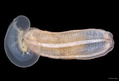 Anapta gracilis•&copy; Rene Ong•All Rights Reserved