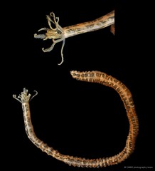 Synaptula sp. "cf. recta"•&copy; CMBS photography team•All Rights Reserved