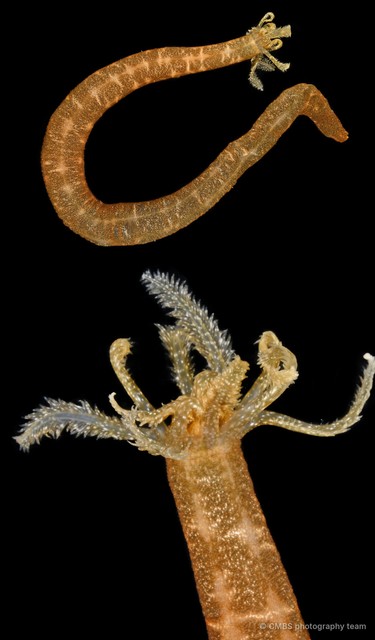 Synaptula sp. "cf. recta"•&copy; CMBS photography team•All Rights Reserved