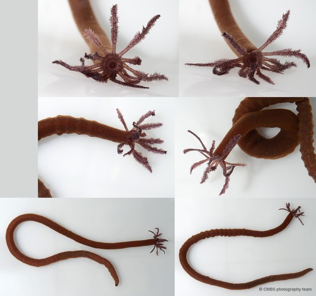 Synaptula sp. "SS-2418"•&copy; CMBS photography team•All Rights Reserved